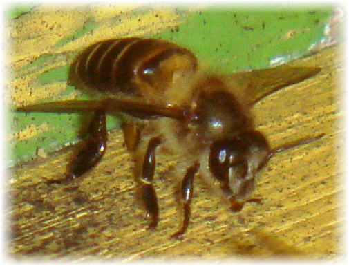 honey bee image