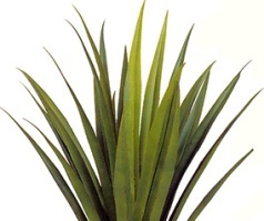agave plant image