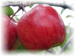 apple cider image