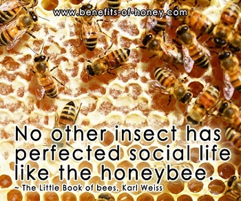bee social life poster image