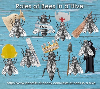 bee roles in a hive poster image