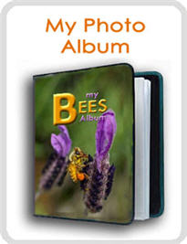 honey bees images image