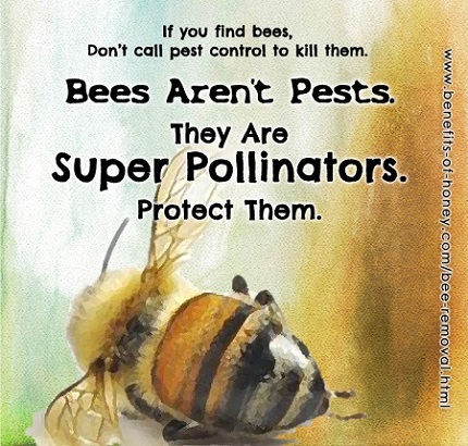  bees are not pests poster image