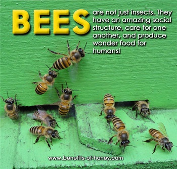 honey bee poster image