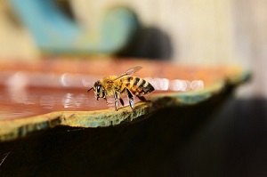 can bees turn sugar into honey image