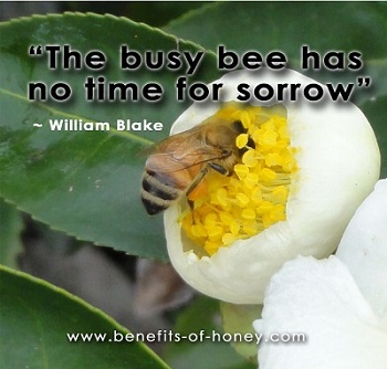 honeybee poster image