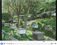 honeybee farm