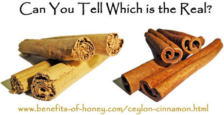 Cinnamon Cassia