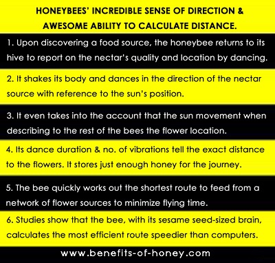 honey bees poster image