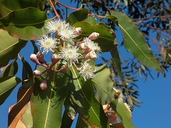 Eucalyptus leaves graphic
