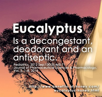 eucalyptus honey image