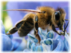 bee with pollen image
