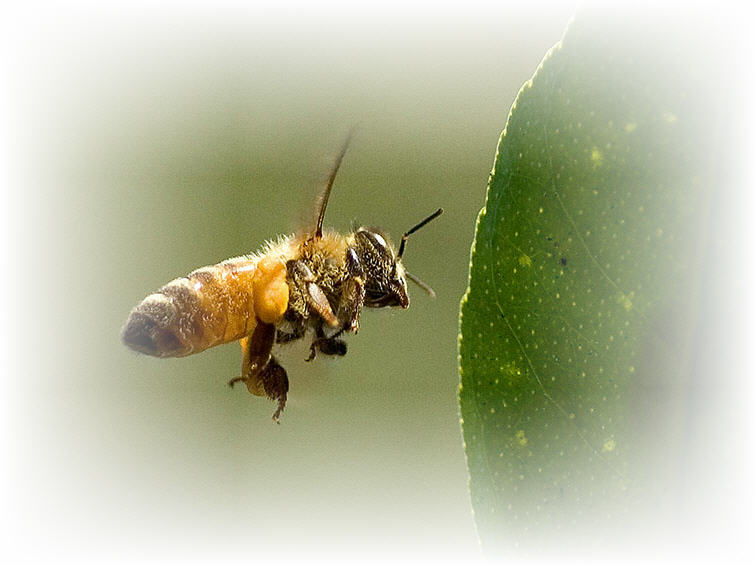 honey bee facts image