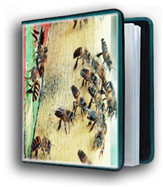 honey bees images image