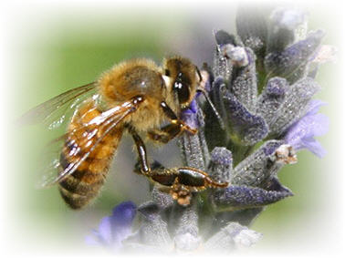 honey varieties image