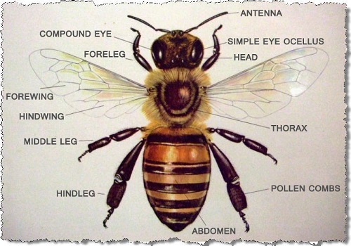 Honey Bee - Parts of Its Body
