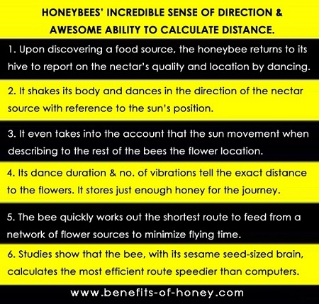 honeybee dance poster image