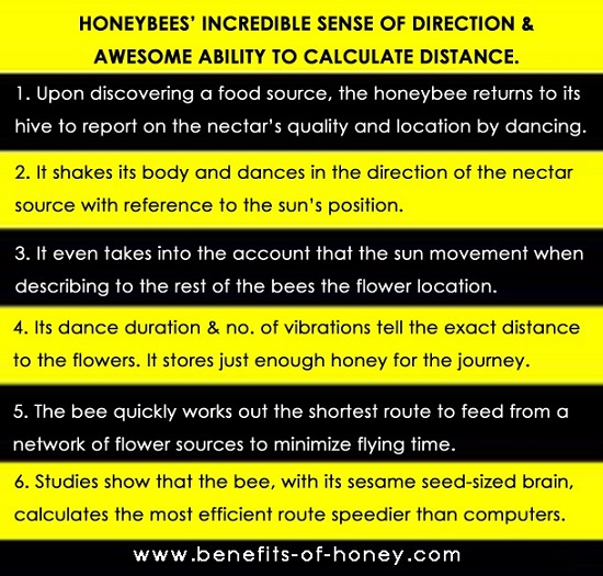 http://www.benefits-of-honey.com/image-files/honeybee-dance.jpg