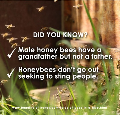 honeybee facts did you know poster image