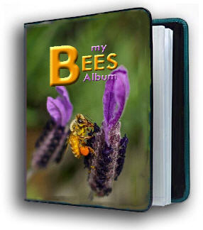honey bees images image