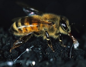 honeydew honey bee image