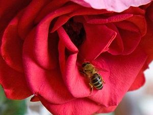 bee pictures image