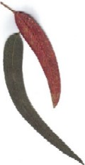 Eucalyptus leaves graphic
