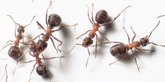 ants image