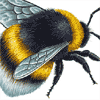 bumble bee