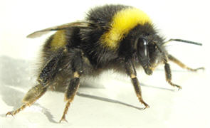 bumble bee