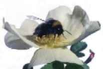 honey bee on flower image