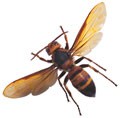 honey bee facts