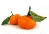 mandarin oranges graphic