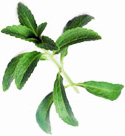 stevia leaf image