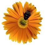 honey bee