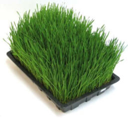wheatgrass image
