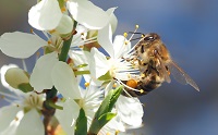 bee on flower graphic