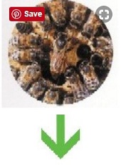 honey bee life cycle - queen bees lay eggs