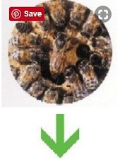 queen bees lay eggs