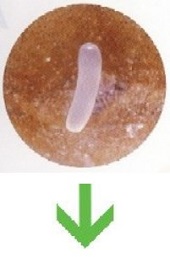 honey bee life cycle - larva grows