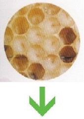 honey bee life cycle - egg hatches