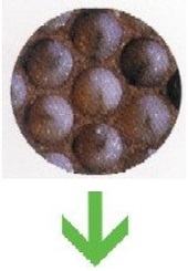 honey bee life cycle - larva sheds skin
