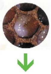 honey bee life cycle - larva fully grown