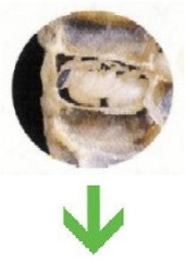 honey bee life cycle - pupa