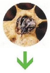 honey bee life cycle - adult pupa