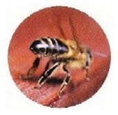 honey bee life cycle - bee leaves hive