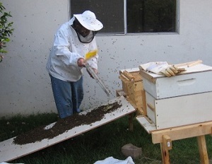 beekeeper Geoff at work
