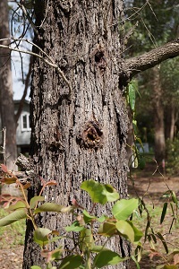 bees attack image