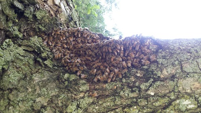 bees on tree image