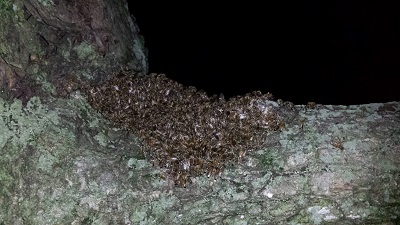 bees on tree image